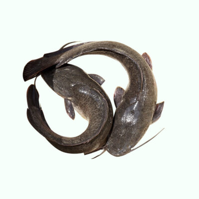Poisson Silure Frais  – 1 Kg – Disponible les samedis